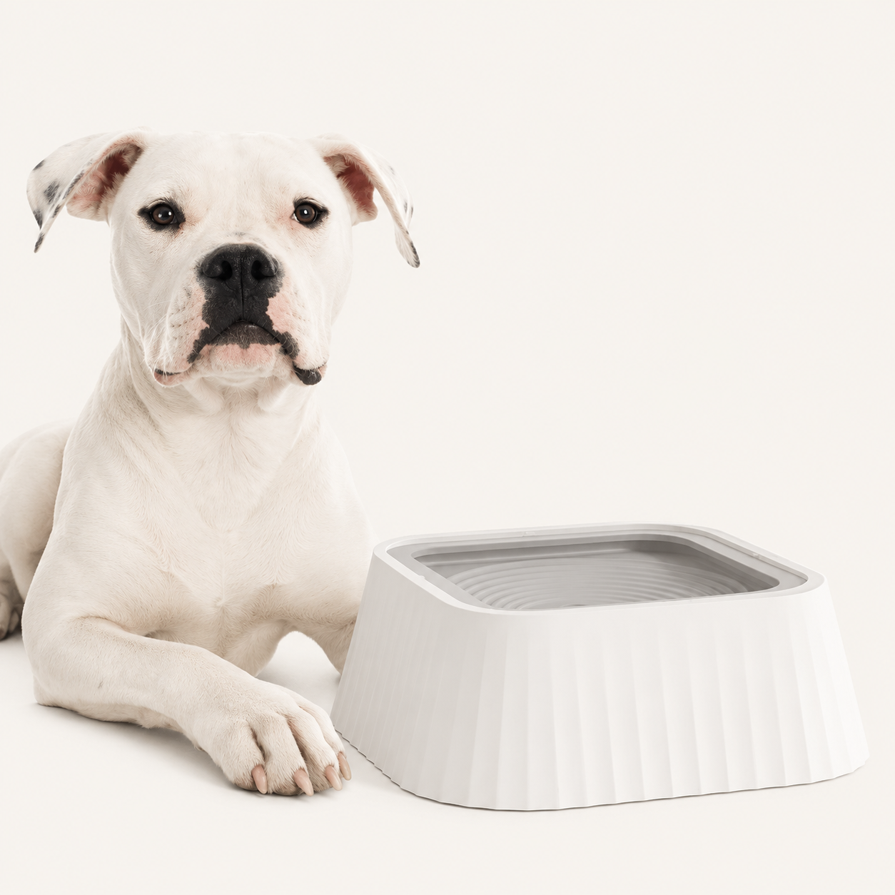 Gamelle Anti-Éclaboussures pour Chien & Chat